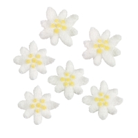 100 pcs Edelweiss